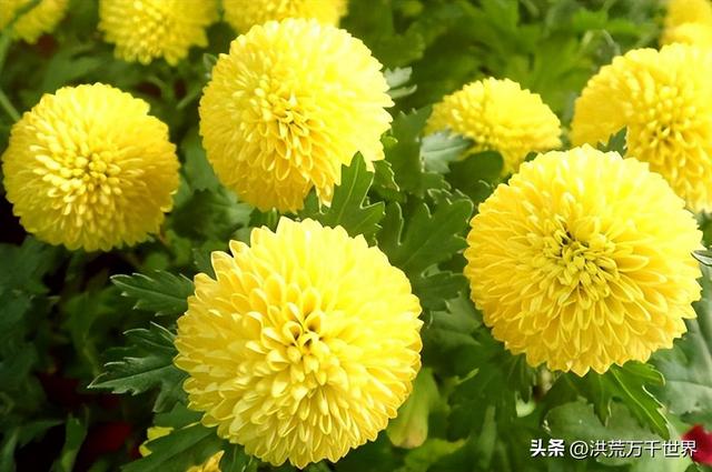 白杜鹃花语，白花杜鹃花语（300种花的寓意和花语）