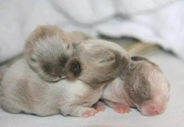 男子捡回兔子繁殖百只，男子捡回兔子繁殖百只兔子视频（繁殖能力如此爆表）