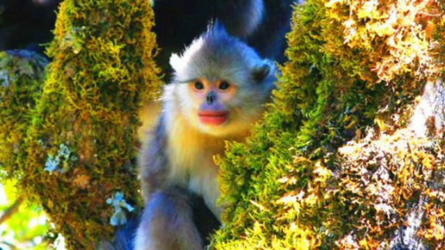 云南特有动物（最接近人类的红嘴唇动物）