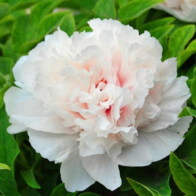 牡丹有哪些品种，牡丹有哪些品种(要名称)（精美绝伦的牡丹花十大品种图片欣赏）