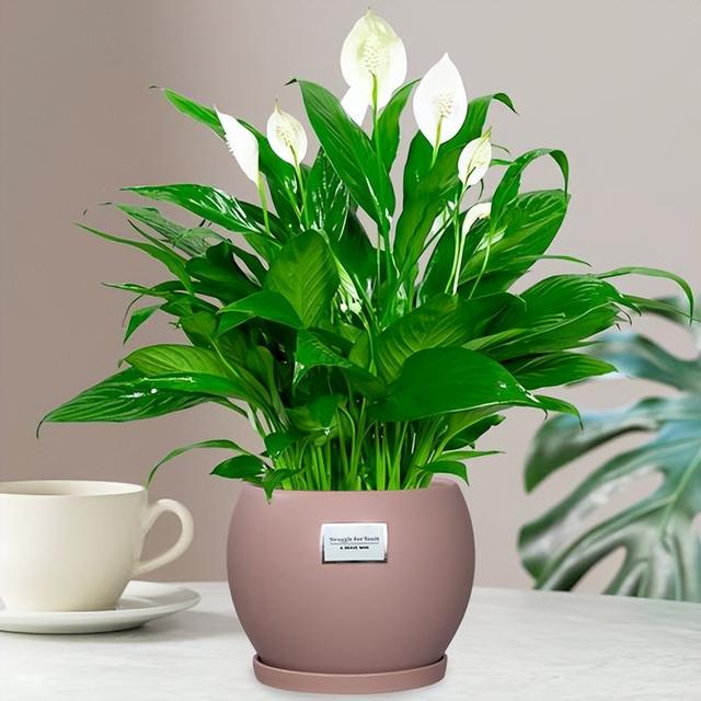 客厅适合养什么花，客厅适合养什么花和植物好风水（堪称“不死花”）