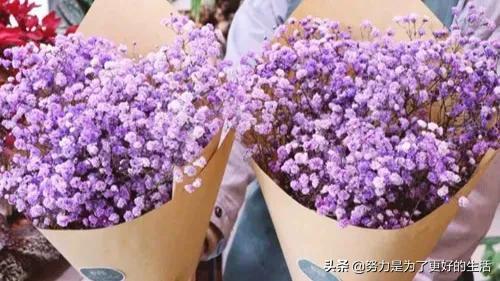 薄荷花的花语是什么，那些令人惊艳的花语