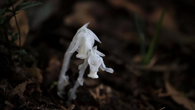 幽灵之花,广西大明山惊现罕有"幽灵之花"(幽灵之花水晶兰)