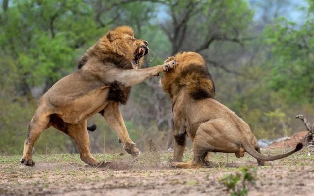 男人与雌性宠物交，雪貂可以当宠物养吗（遇到自己的母亲怎么办）