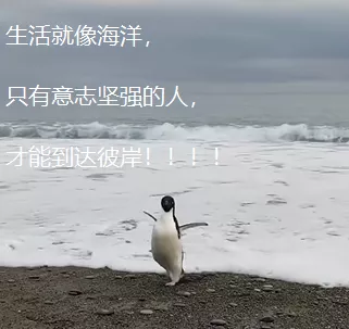 令人哭笑不得的南极企鹅，小企鹅迷路竟从南极游3000公里到新西兰