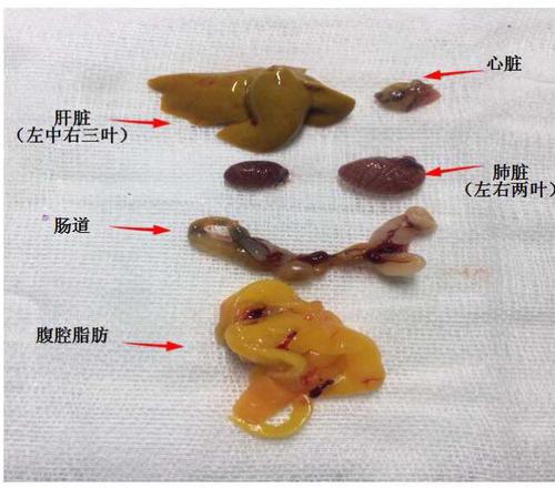 牛蛙的功效与作用，孕期吃牛蛙致畸形（牛蛙全身是宝，你知道吗）