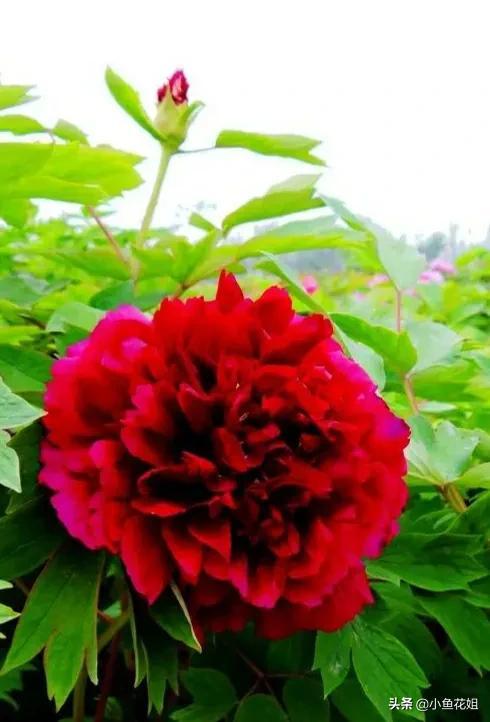 母亲节送什么花，母亲节送什么花最适合（能送给母亲的花不只是康乃馨）