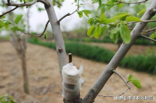 黑枣树（黑枣树简介，杮子树可以嫁接什么果树（黑枣树百科）