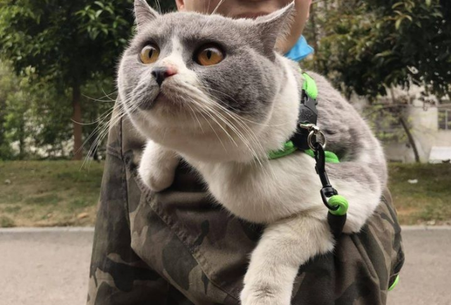 猫的记忆有多久，小猫几个月有记忆（20个养猫冷知识）