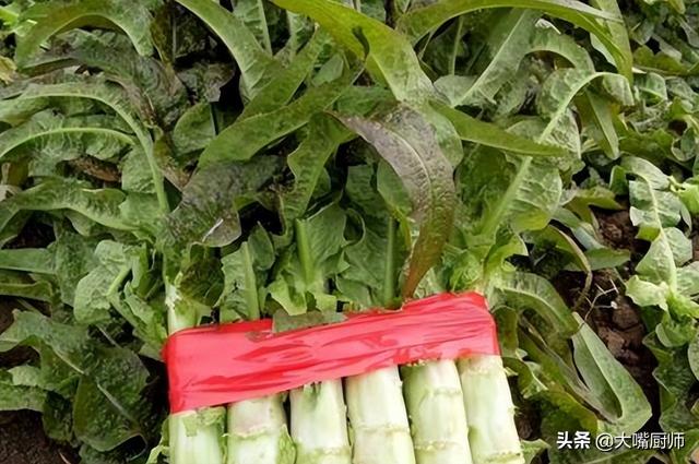 莴笋的叶子能吃吗,莴笋叶子可以吃吗(区别挺大,别再弄错了,涨知识)