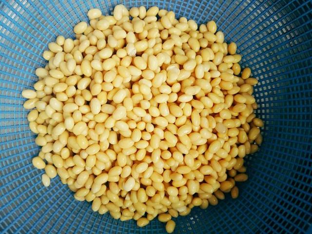 黄豆要泡多久才能做豆浆，黄豆浆的做法和配方（今晚泡豆明天就能吃上）