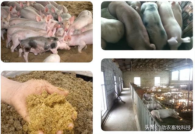 猪饲料专用配方大全，发酵饲料的制作与在养猪各阶段的饲料配方