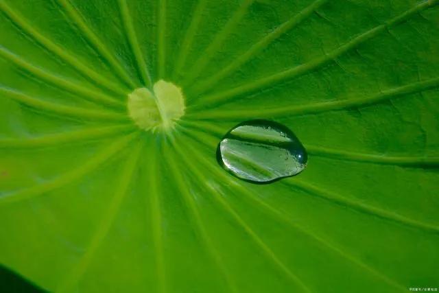 夏天荷花的描写，描写夏天荷花的景色（夏日荷花別样美）