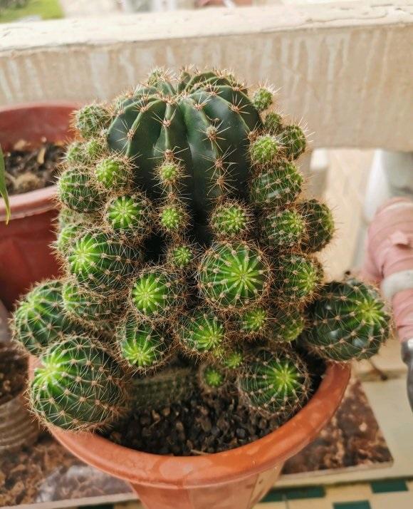 马齿苋多少钱一棵，马齿苋药材价格（堪称“死不了”）