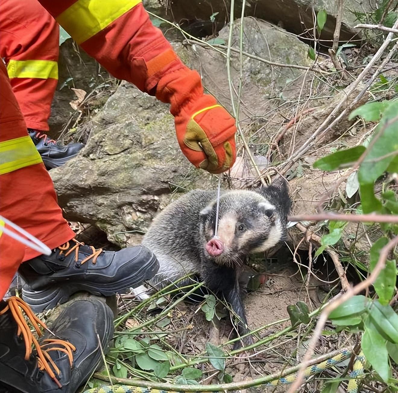 猪獾误踩捕兽夹,变得凶悍无比