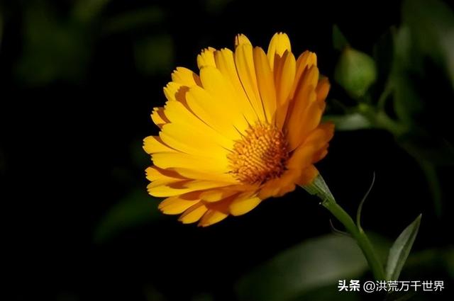 玛格丽特花语和寓意，玛格丽特花名字由来（300种花的寓意和花语）