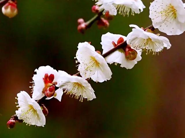 春天的花代表，春天的花代表什么（<一>君子兰、杜鹃、茶花、梅花、长寿花）