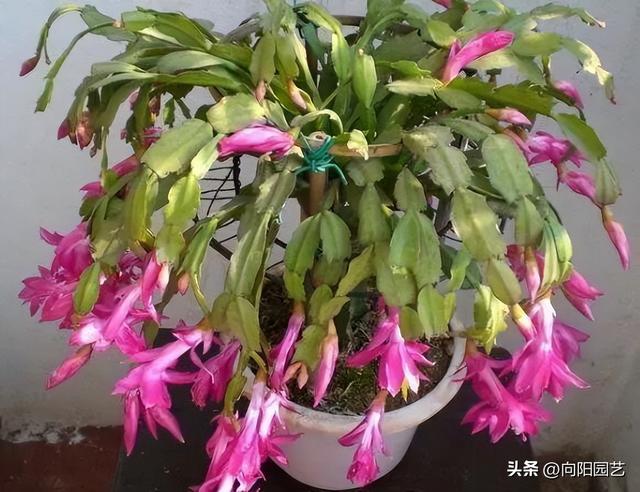 叶仙嫁接蟹爪兰，叶仙嫁接蟹爪兰的几个步骤（蟹爪兰嫁接用叶仙）