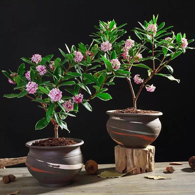 比香水还好闻的5种花，这4种香香花