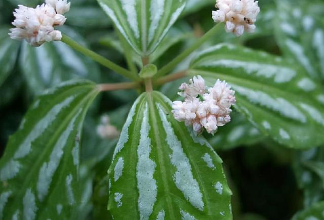 花，花好月圆人长久（72种鲜花欣赏图片）