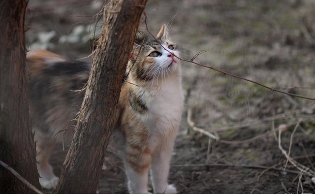 猫对人有感情吗，猫对人有感情吗图片（这些后果很揪心）