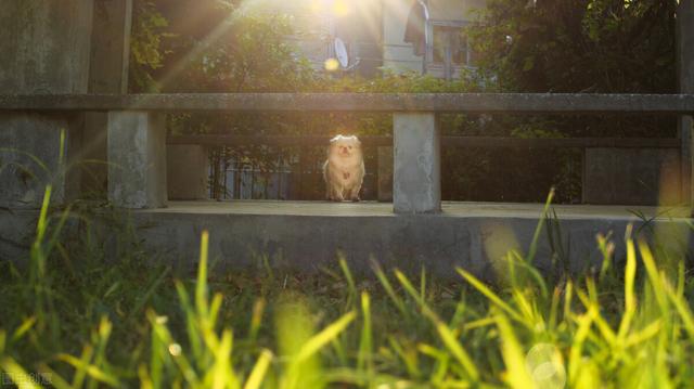 上海高职高专学校，上海高职院校排名（上海排名前5的专科学校）