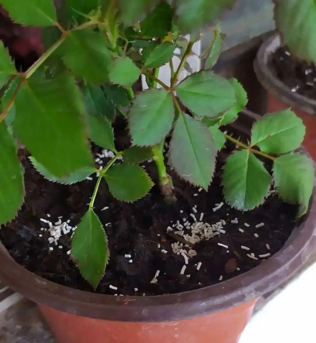 家里有小飞虫怎么消灭，家里有好多小飞虫怎么消灭的小妙招（5个“笨方法”）