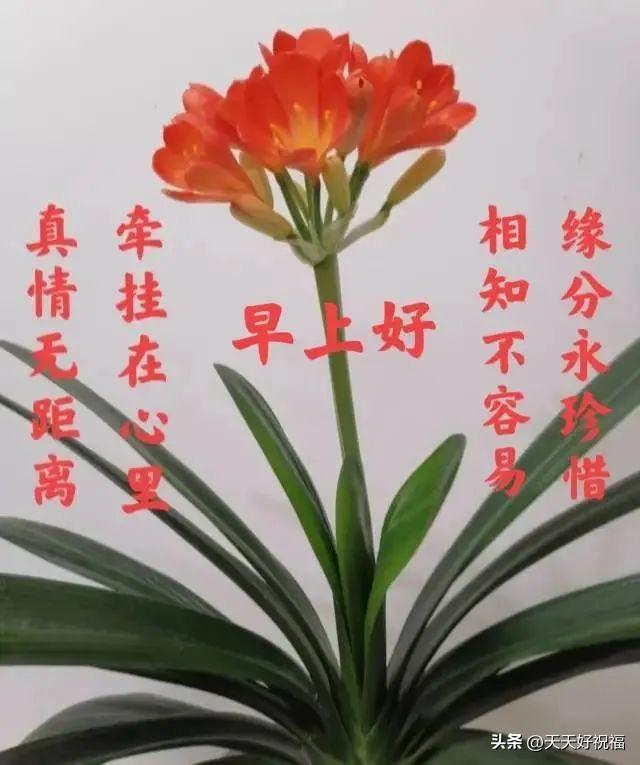 早上问好的句子，适合早上问好的句子（最美早安问候语精选关心亲友祝福语）