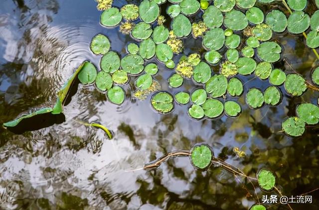参差荇菜什么意思，参差荇菜怎么读音（参差荇菜左右流之的意思具体是什么）