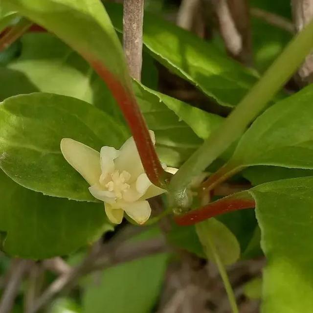 鲜花的花语和花的数目的寓意，鲜花数量的寓意（100种迷人的“数字花”）