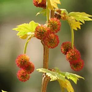 鲜花的花语和花的数目的寓意，鲜花数量的寓意（100种迷人的“数字花”）