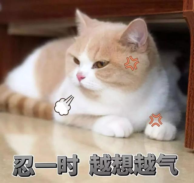 猫咪为什么突然间瞳孔一直放大，猫咪生气表现等级