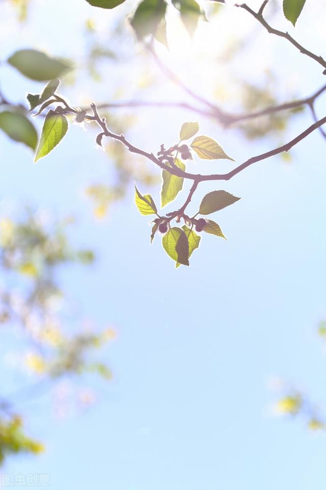 唯美清新图片,唯美文艺的图片(2022唯美禅意图片)