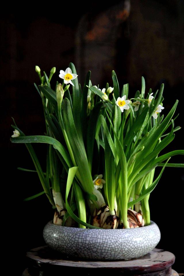 法国香水藤有毒吗，法国香水植物爬藤有毒（很多人家里都养了）