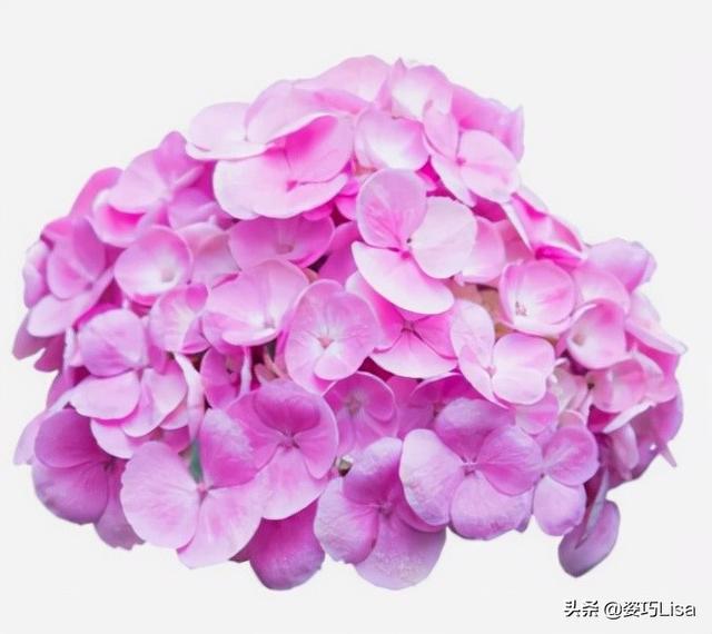 多头康乃馨的花语是什么，多头康乃馨花语代表什么（常见鲜花的花语寓意和养护……）