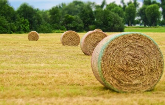 禁止烧秸秆是谁提出来的，不能烧秸秆是谁提出来的（秸秆焚烧：沿袭千年的农业习俗）