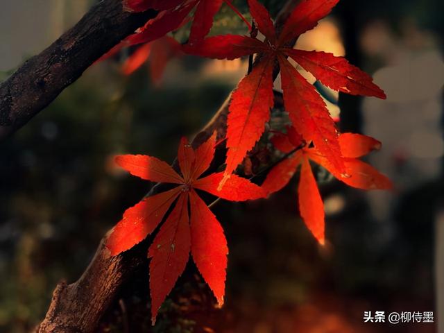 怎么拍照片好看，手机怎么拍照片好看（照片不能“瞎拍”）