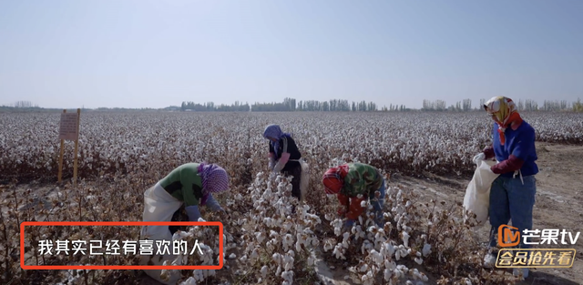 新疆摘棉花是什么梗，张智霖戴头巾摘棉花被阿姨误认为20多岁