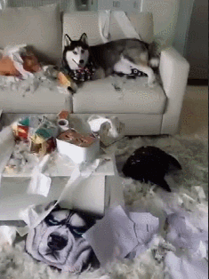 养狗技术，养狗的5个好处（养狗的方法与技术视频）