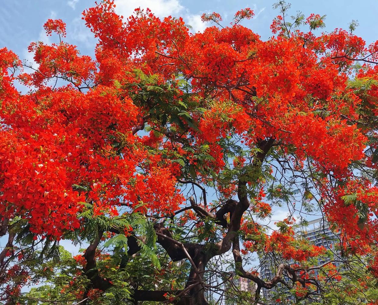 各省市树市花(说说云南各个市,州的市树市花,州树州花) - 彝家农业网