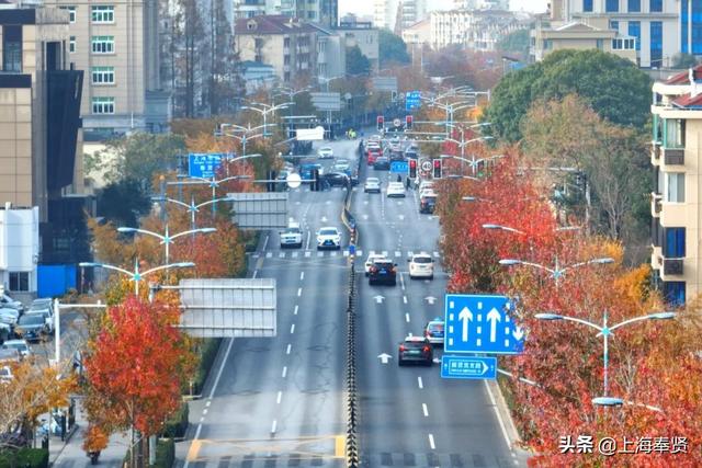 北美枫香叶子什么时候红，北美枫香叶子什么时候红的（南奉公路南桥段最近“枫枫火火”）