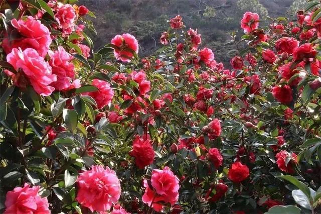云南花海旅行记，春天，来云南与七彩花海相遇