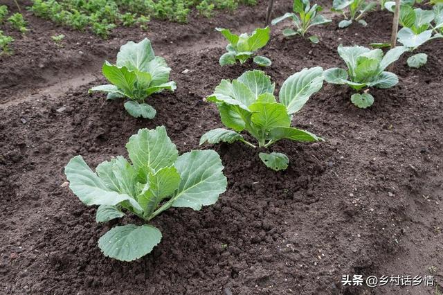 大白菜萝卜的种植方法，萝卜白菜到底什么时间种