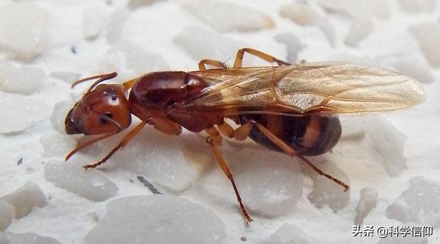 蚂蚁是什么，蚂蚁是什么的搬运工（蚂蚁群落为何能如此庞大）