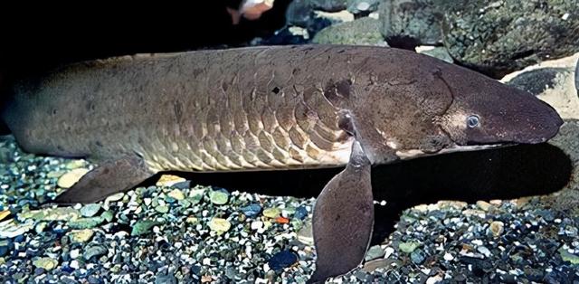 肺鱼花了4亿年！，非洲肺鱼图片（能深藏地下不吃不喝好几年）