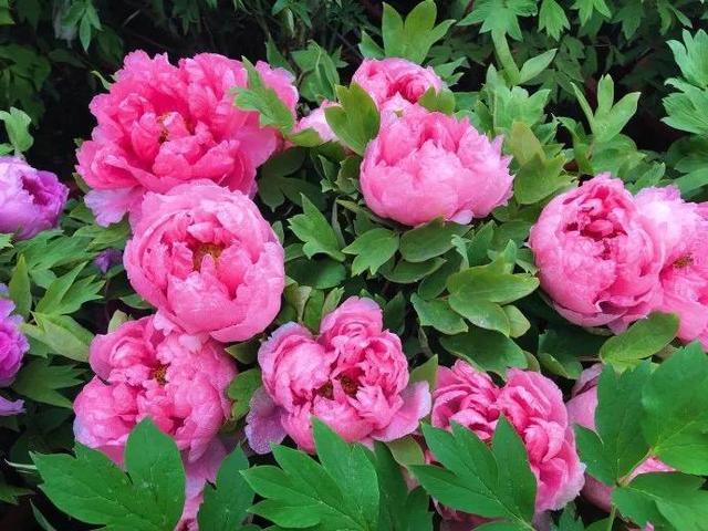 夸赞女人漂亮的句子，夸女人的美言佳句（女人如花，绚烂绽放，活出精彩）