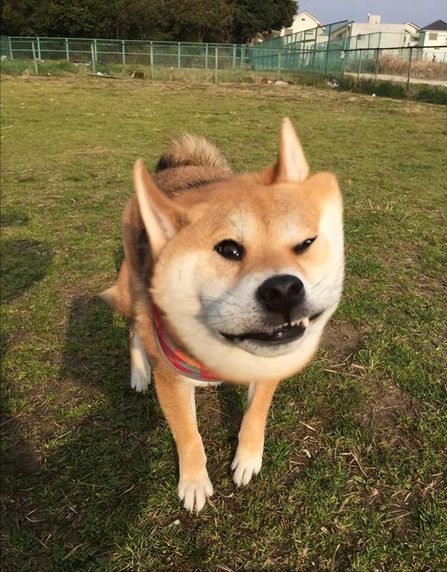 柴犬价格多少钱一只，小型柴犬价格多少钱一只（常犯这些错误，会减短它的寿命）