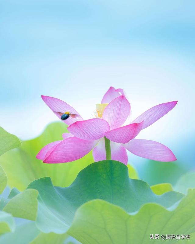 荷花拍照10个技巧，帮你把荷花拍得不一般