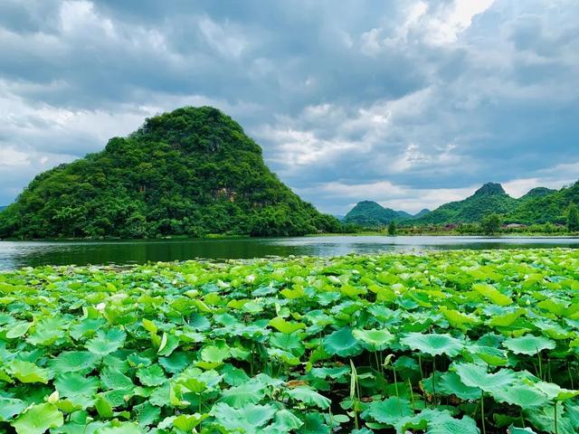 花脸节，花脸节选阅读答案5年级（普者黑“荷”你相约花脸节）