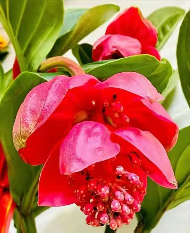 象征高贵的花，清冷而高贵的花（养在家里气质不凡）